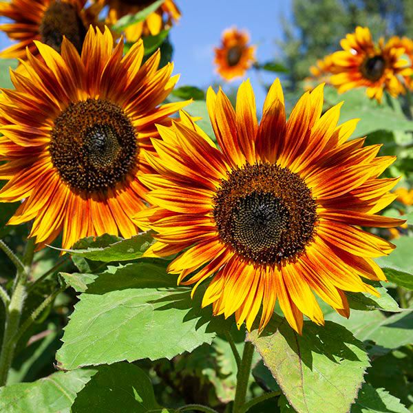 Organic 'Velvet Queen' Sunflower