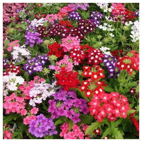 Semences Mélange de verveines à grandes fleurs 'Grandiflora'