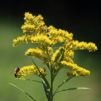 Image officielle de Verge D'or des Bois, Solidago nemoralis, associée au petit sachet de semences.