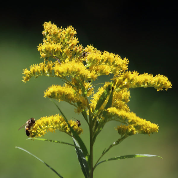 Gray Goldenrod