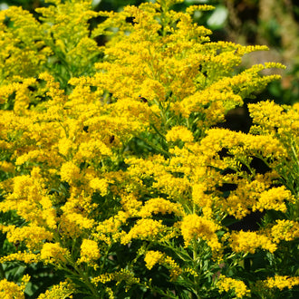 Image officielle de Verge D'Or du Canada, Solidago canadensis, associée au petit sachet de semences.
