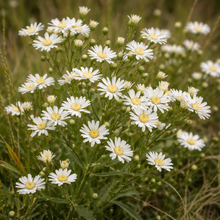 Goldenrod False-Ptarmica