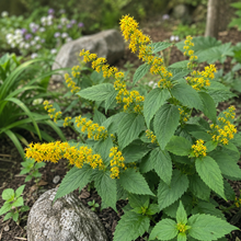 Verge d’or à tige zigzagante, vivace indigène aux fleurs jaunes.