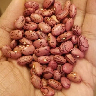 Organic 'Vermont Cranberry' Bean Seeds by Gaia, product image prepared for Canadian gardeners.
