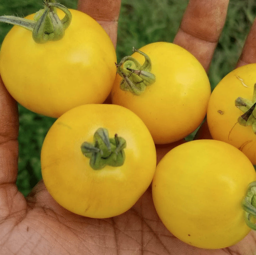 Organic 'Vernissage Yellow' tomato