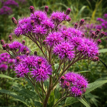 Vernonie géante en fleurs, grande vivace indigène aux fleurs pourpres.
