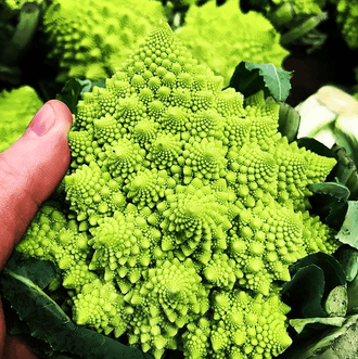 Organic Veronica F1 Romanesco Cauliflower Seeds by Gaia, product image prepared for Canadian gardeners.