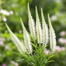 Véronique de Virginie (<em>Veronicastrum virginicum</em>)