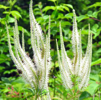 Image officielle de Véronique de Virginie, Veronicastrum virginicum, associée au petit sachet de.