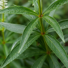 Véronique de Virginie (<em>Veronicastrum virginicum</em>)