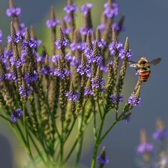 Image officielle de Verveine Bleue, Verbena hastata, associée au petit sachet de semences Northern.
