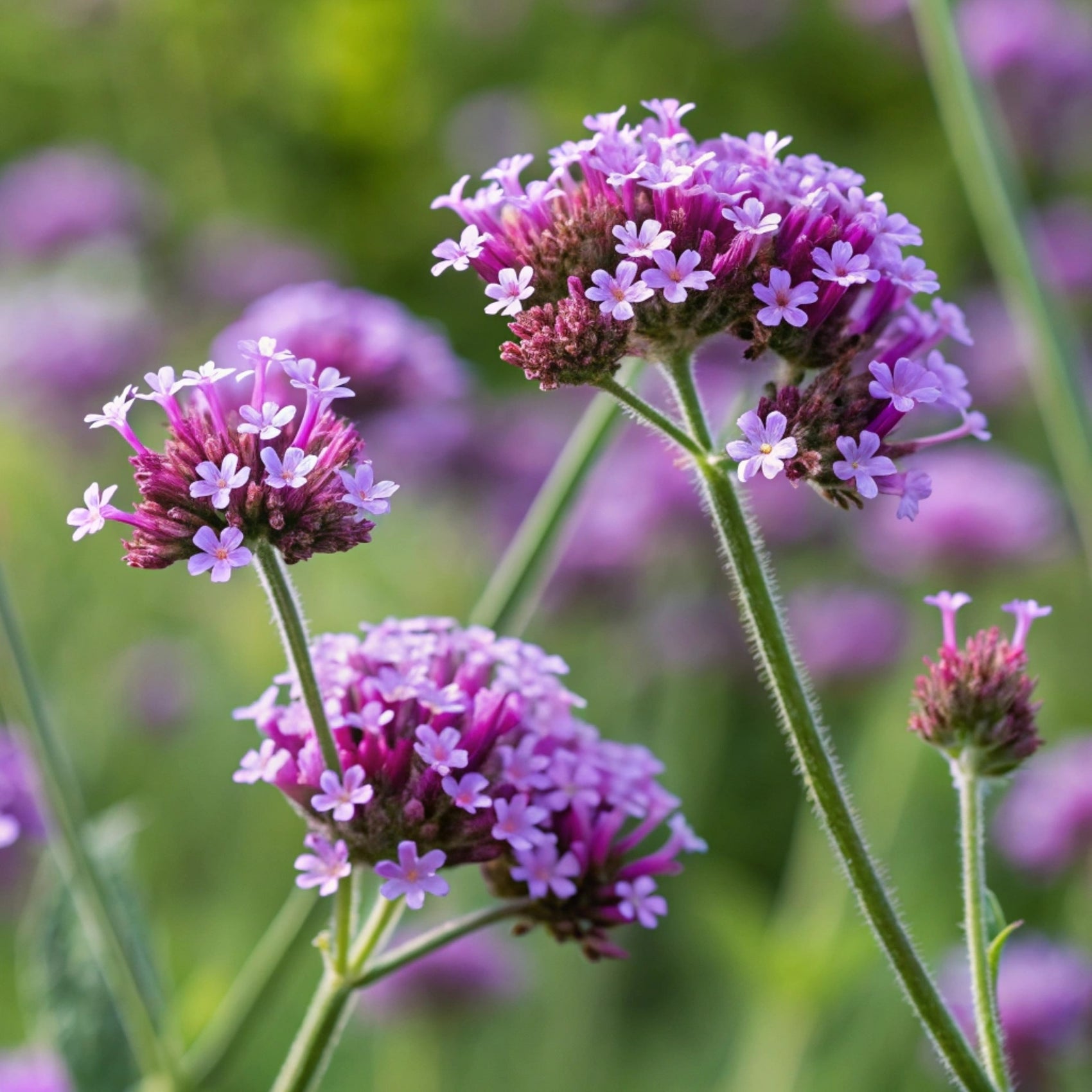 Finesse® verbena in bloom, showing slender upright <em>Verbena bonariensis</em> stems topped with purple flower clusters above green foliage concentrated near the base. The transparent habit demonstrates the light effect of this 120 cm plant in a mass planting, pollinator border, or cut-flower garden during summer in a Canadian garden setting.