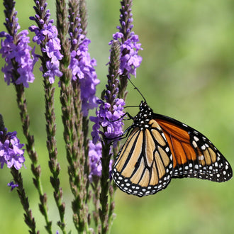 Image officielle de Verveine Odorante, Verbena stricta, associée au petit sachet de semences.