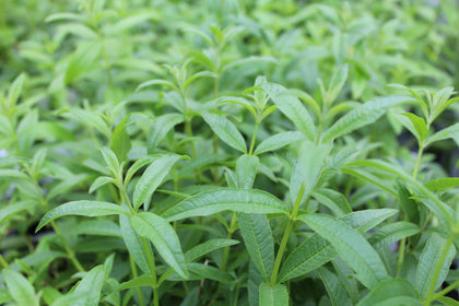 Verveine citron