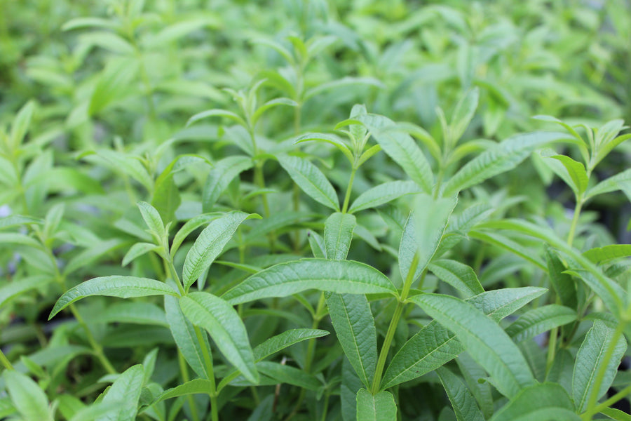 Lemon verbena