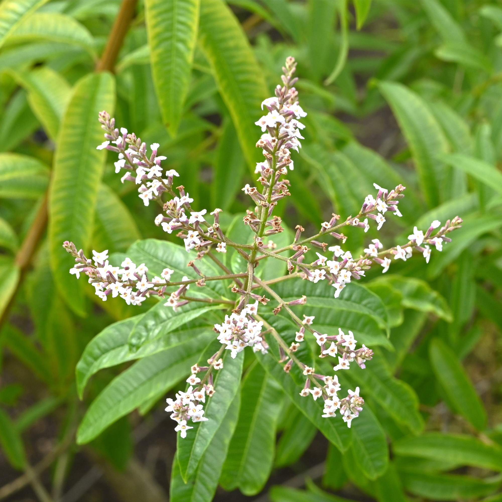 Verveine citron