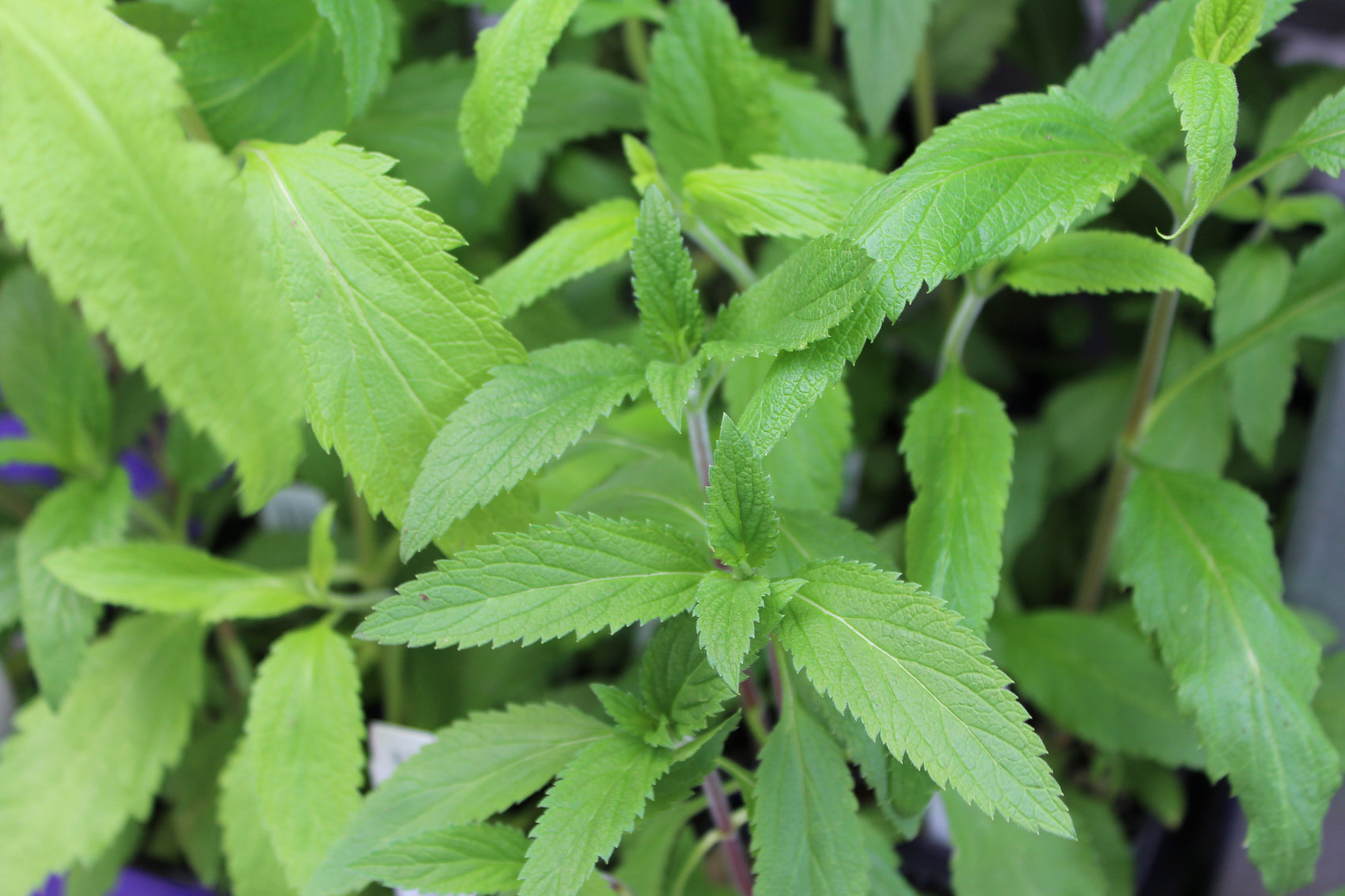 Verbena hastae