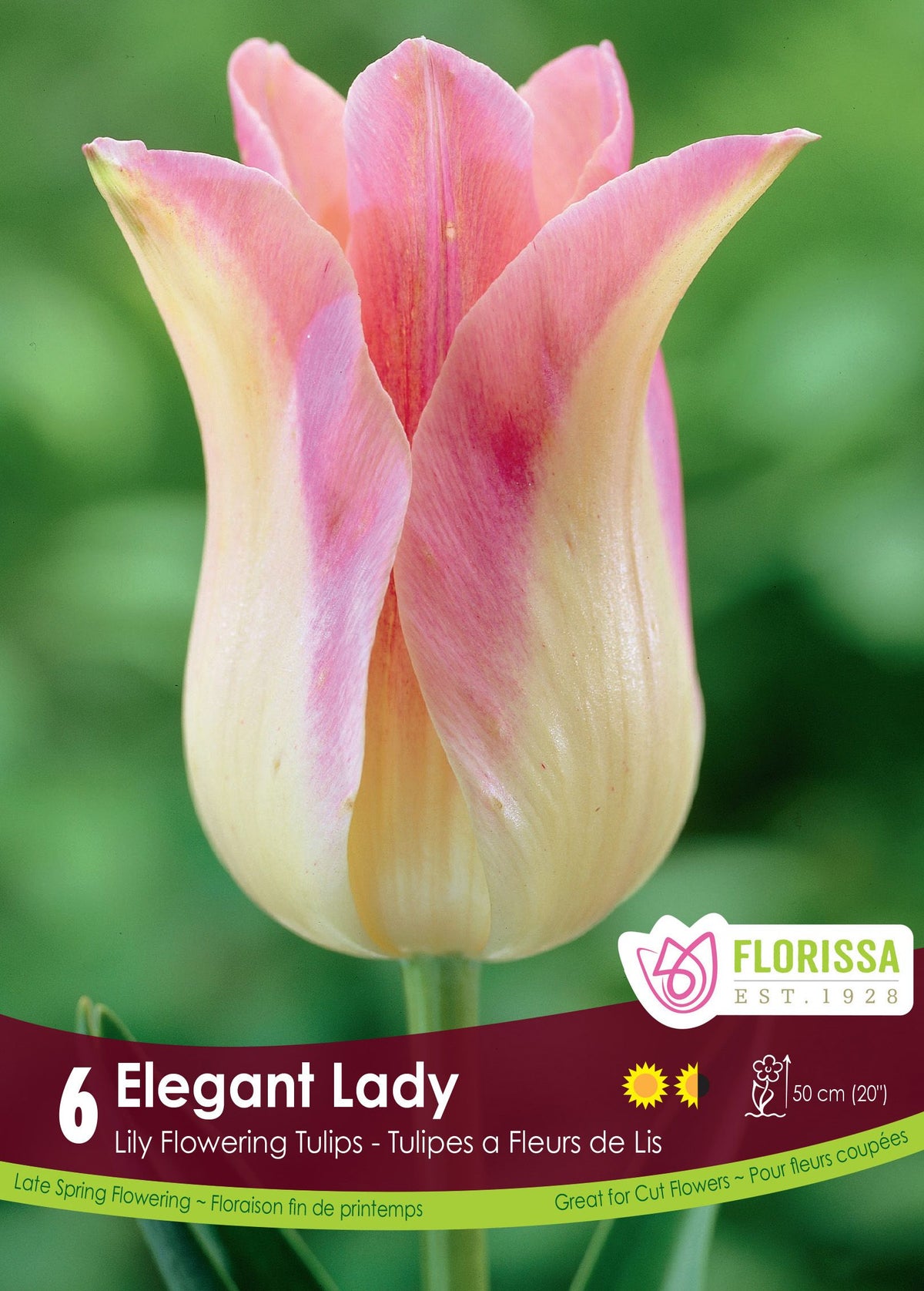 Tulipe Elegant Lady ( Tulipa ) : une tulipe crème teintée de rose aux pétales pointus. Le visuel Florissa présente la plante et son nom dans la partie inférieure de l’étiquette. La photographie occupe presque toute la surface, tandis que le bandeau du bas rassemble les indications du produit. Cette vue permet de reconnaître son apparence et de distinguer la variété présentée.