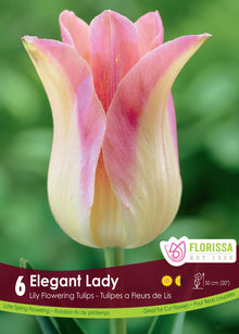 Tulipe Elegant Lady ( Tulipa ) : une tulipe crème teintée de rose aux pétales pointus. Le visuel Florissa présente la plante et son nom dans la partie inférieure de l’étiquette. La photographie occupe presque toute la surface, tandis que le bandeau du bas rassemble les indications du produit. Cette vue permet de reconnaître son apparence et de distinguer la variété présentée.