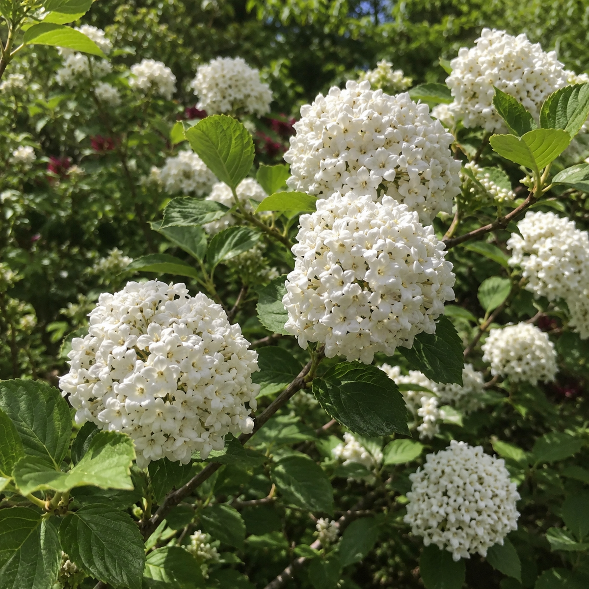Viburnum × carlcephalum
