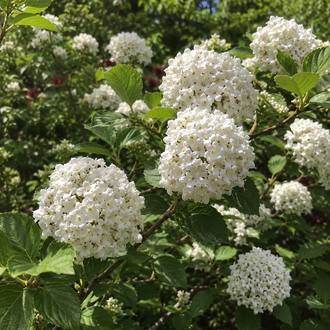 Viburnum × carlcephalum