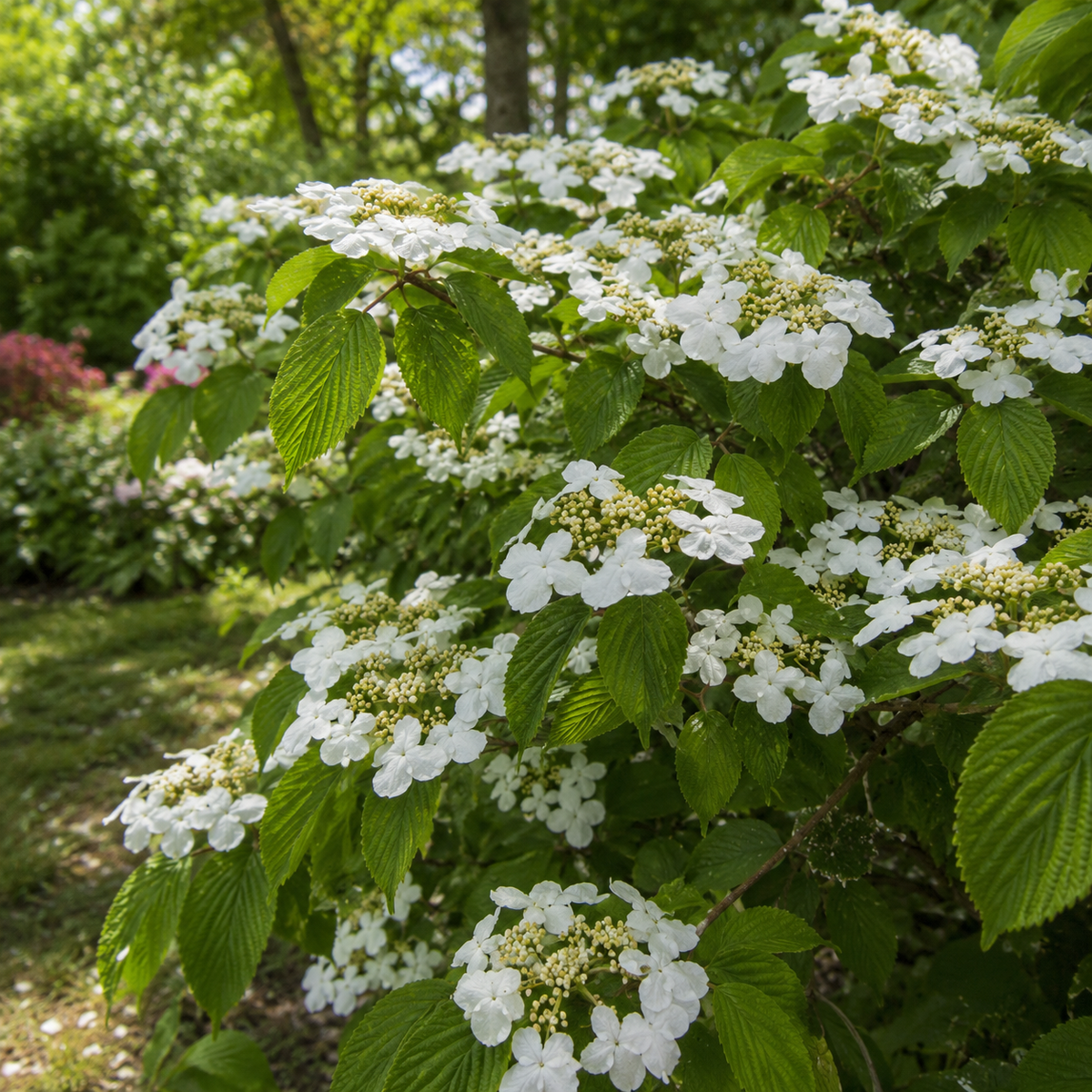Viburnum plicatum 'Mariesii'