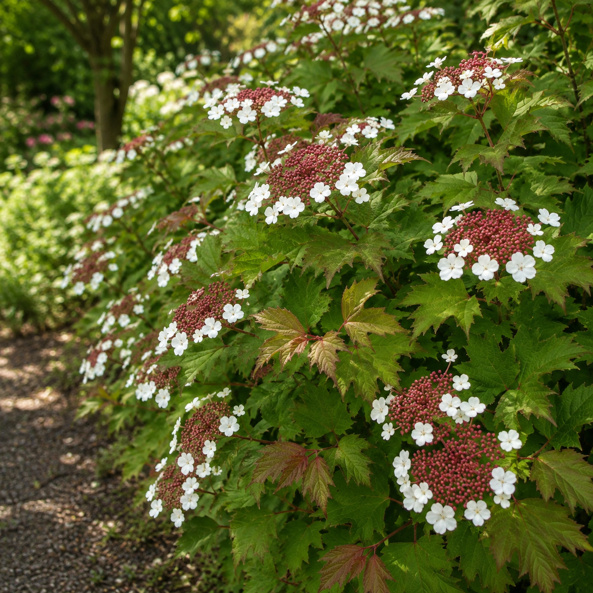 Viburnum sargentii 'Onondaga'