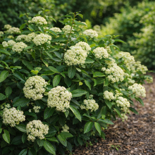 Viorne cassinoïde (Viburnum cassinoides)