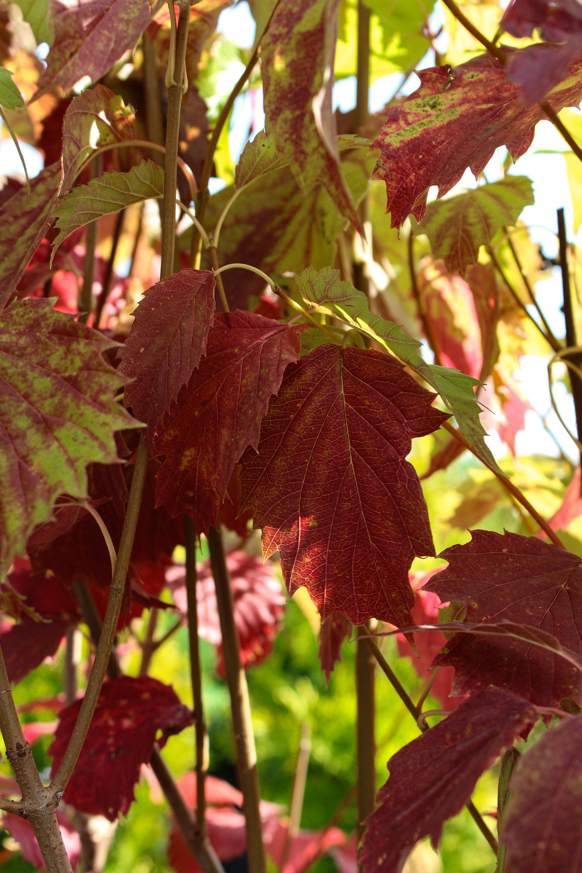 Viorne à feuilles dentées (Viburnum dentatum)