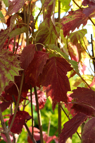 Viorne à feuilles dentées (Viburnum dentatum)