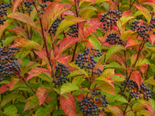 Viorne ‘Chicago Lustre’ (Viburnum dentatum)