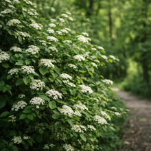 Viorne lantane ‘Mohican’ (Viburnum lantana)