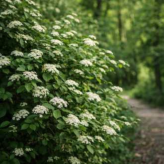 Viorne lantane ‘Mohican’ (Viburnum lantana)