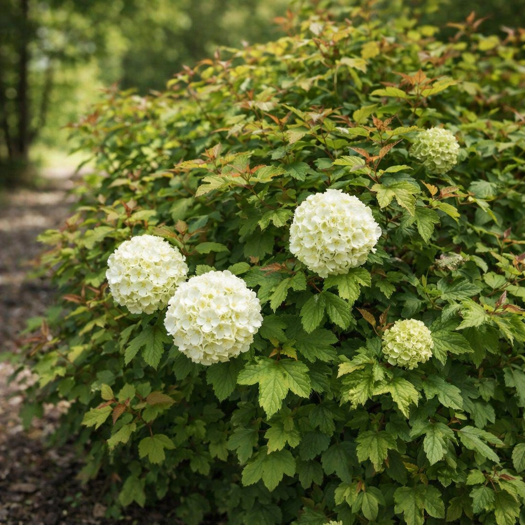 Viburnum opulus 'Nanum'