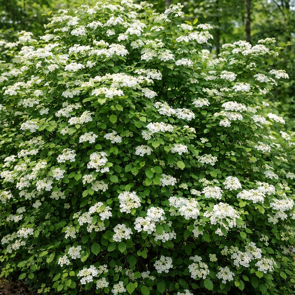 Viburnum trilobum
