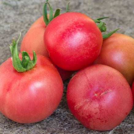 Organic 'Vilmorin Peach' Tomato
