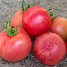 Organic 'Vilmorin Peach' Tomato