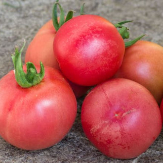 Organic 'Vilmorin Pêche' Tomato Seeds by Gaia, product image prepared for Canadian gardeners.