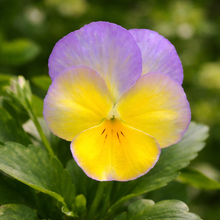 Viola 'Halo Lemon Frost'