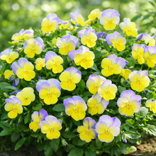 Viola 'Halo Lemon Frost'