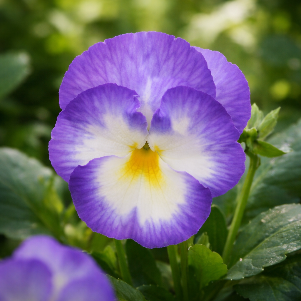 Viola 'Halo Lilac'