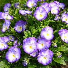 Viola 'Halo Lilac'