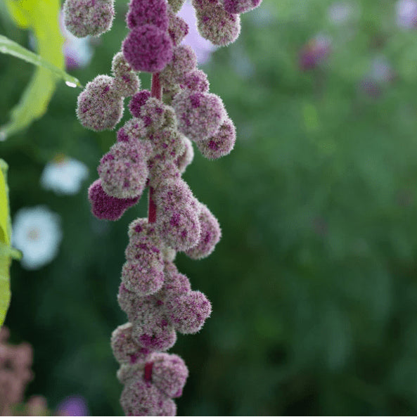 Organic amaranth 'Violette Elephant Head'