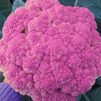 Organic 'Violetta Italia' Cauliflower Seeds by Gaia, product image prepared for Canadian gardeners.