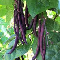 Haricot 'Violetta Rampicante' bio
