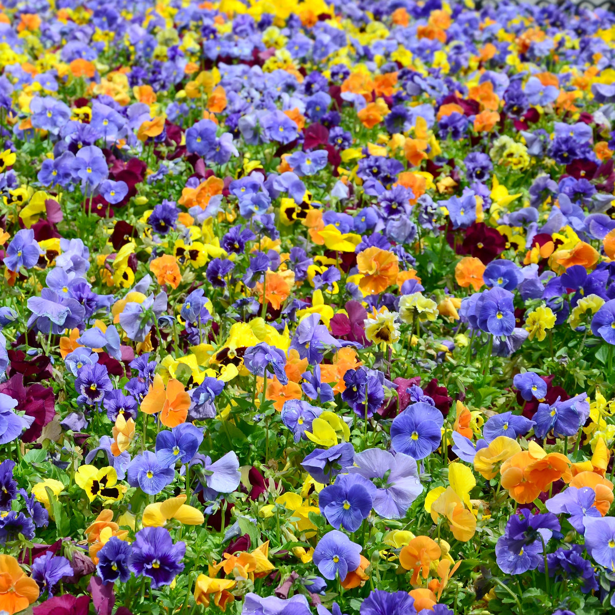 Viola 'Mixed Colors'