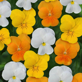 Des fleurs blanches, jaunes, orange et violettes se serrent dans un cadrage rapproché. Leurs pétales larges et arrondis portent parfois de fines lignes foncées qui rayonnent depuis le centre. Les petites zones centrales sont jaunes ou crème. Des feuilles vertes bordent les corolles et remplissent les espaces, sans autre élément distinct dans le fond de l’image.