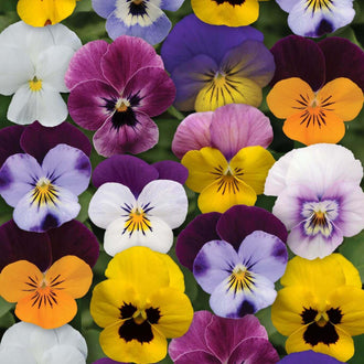 Des corolles violettes, blanches, jaunes et orangées composent une masse fleurie très serrée. Plusieurs montrent de larges taches pourpre foncé près du centre, avec de fines veines sur les pétales. Certaines fleurs associent du blanc et du violet sur une même face. Le feuillage vert est surtout visible dans les petits espaces entre les pétales arrondis.