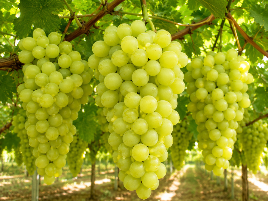 Vitis 'Thompson Seedless'
