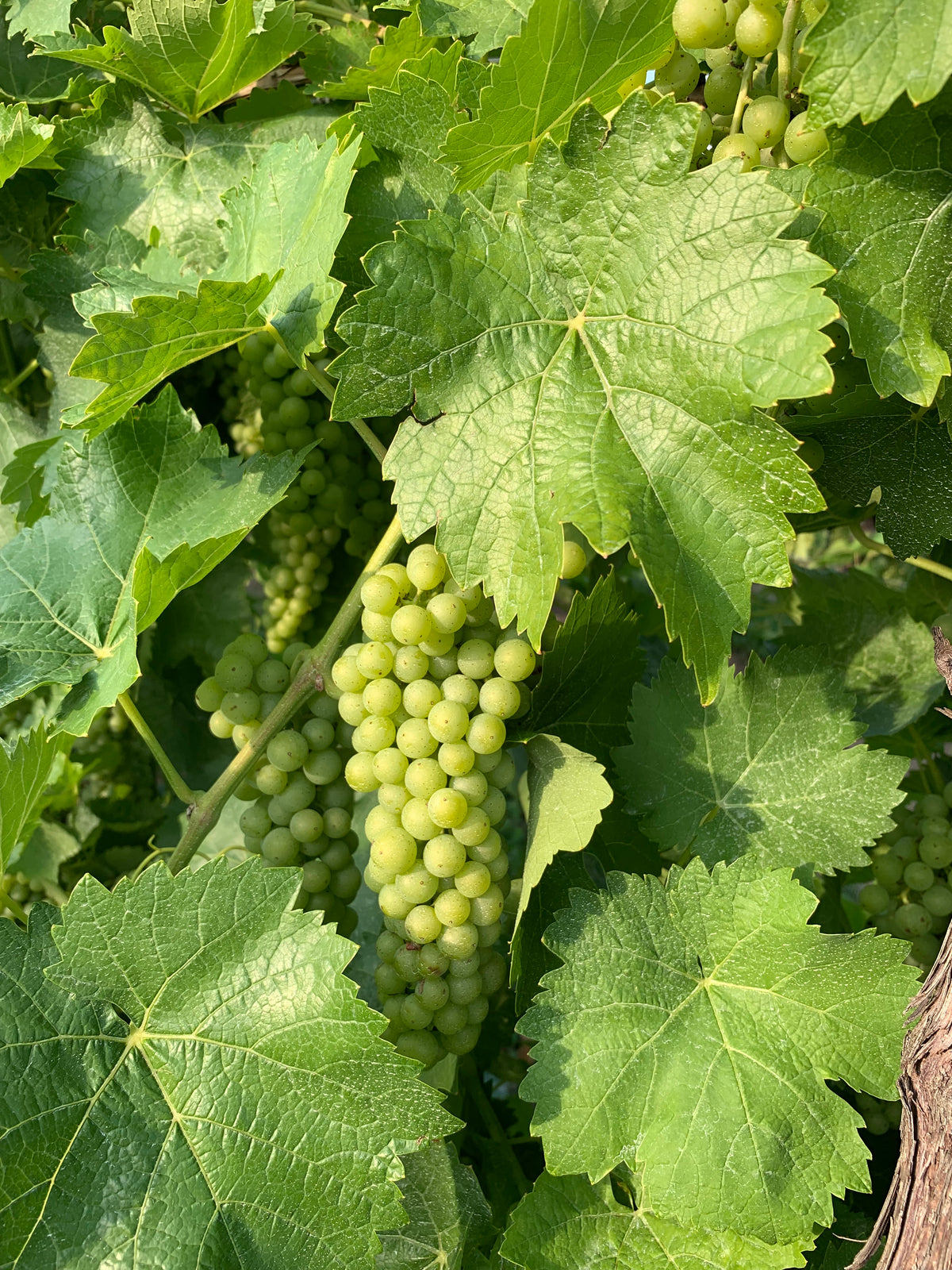 Vigne ‘Vidal’ (Vitis)